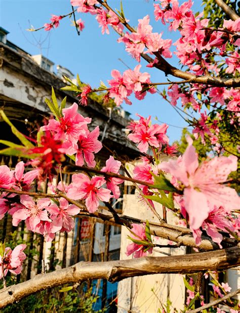 桃树风水|桃树与住宅风水:院子里种桃树与风水关系